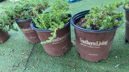 Junipers plants