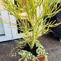 VIBRANT Firesticks Plant, Burro’s Tails & Elephant Bush Succulents in Tall Large Red Ceramic Pot