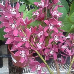 Cymbidium Orchids on Special SALE