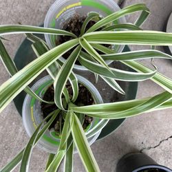 Spider Plants 