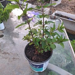 Chocolate Mint Plant-$5.00