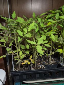(3) Tall Tomato Plants - Troop 847