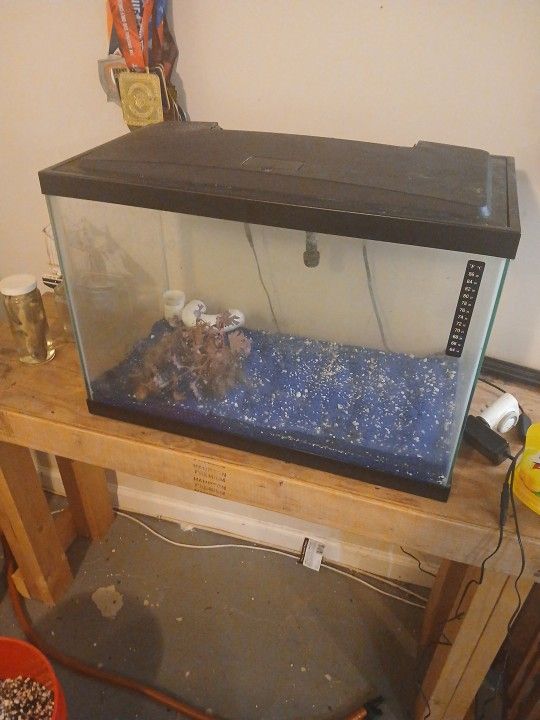 20 Gallon Fish Tank
