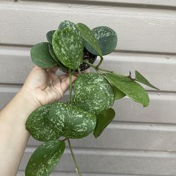 4” hoya obovata super splash 