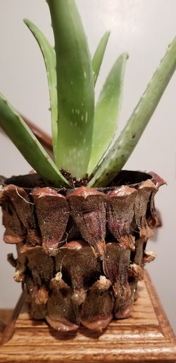 Aloe vera Healthy and best air purifying house plant in the new pot