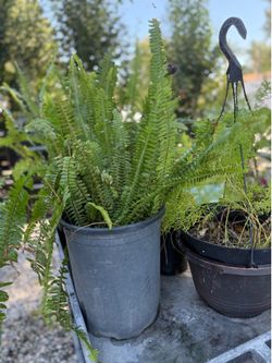 Fern green plant tall