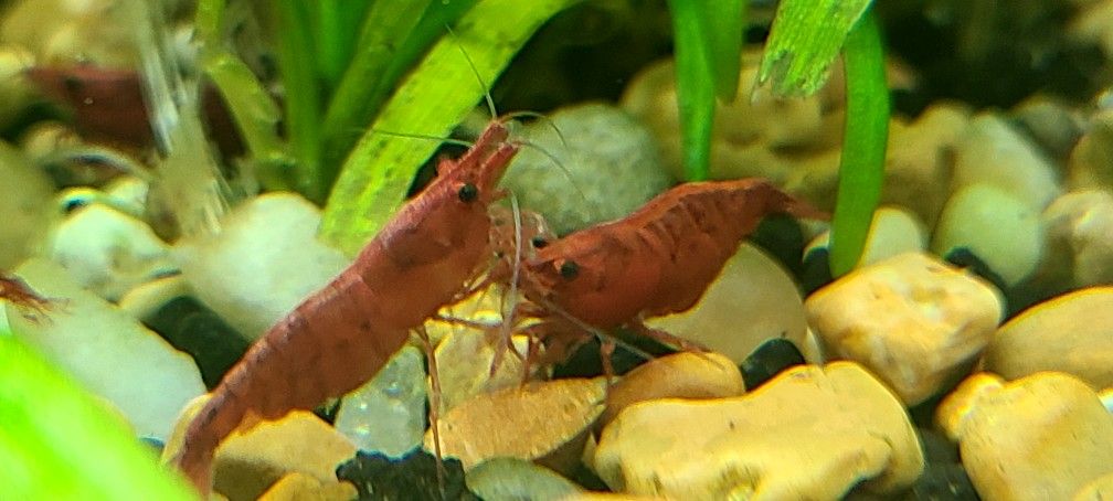 Fire Red Cherry Live Freshwater Neocaridina Aquarium Shrimp
