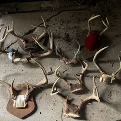 Antlers  For Crafts, Dog Chews , Display
