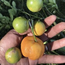 Calamansi Tree