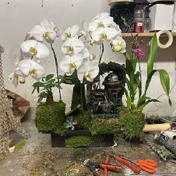 Flower Design With Orchid   And Waterfall Money Tree All In One 