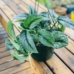 Live Indoor Scindapsis Pictus Exotica plant in an 8-inch hanging plastic nursery planter pot—firm price