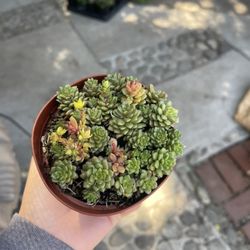 4” Red Sedum Succulent