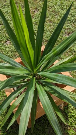 Yucca Plant $15- $20-$ Big 25