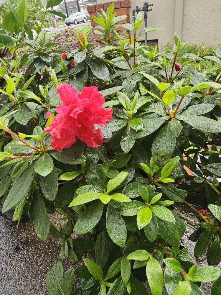 Azalea Bush