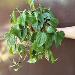 6” Philodendron Heart Leaf