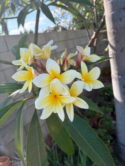 Azteca Gold plumeria