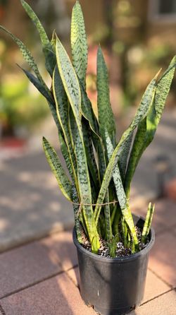 Snake plant in 10” pot Mature