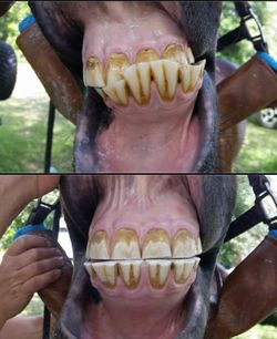 Horse dentistry