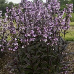 Perennial Starters 