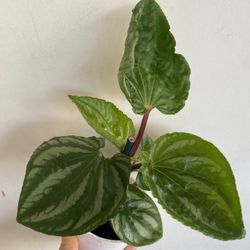 Peperomia Ecuador House Plant, In 4 Inch Pot Pick Up Only