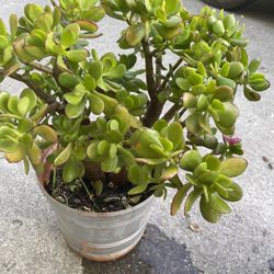 Jade Plant