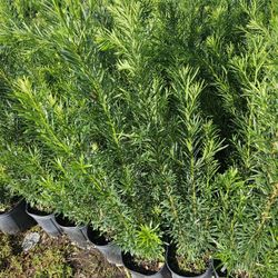 podocarpus  only $8.50 Instant Privacy Hedge For Fence Green Full 