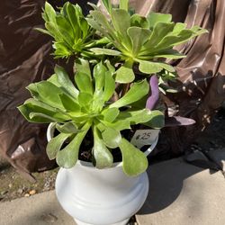Large Beautiful Succulent Planter 