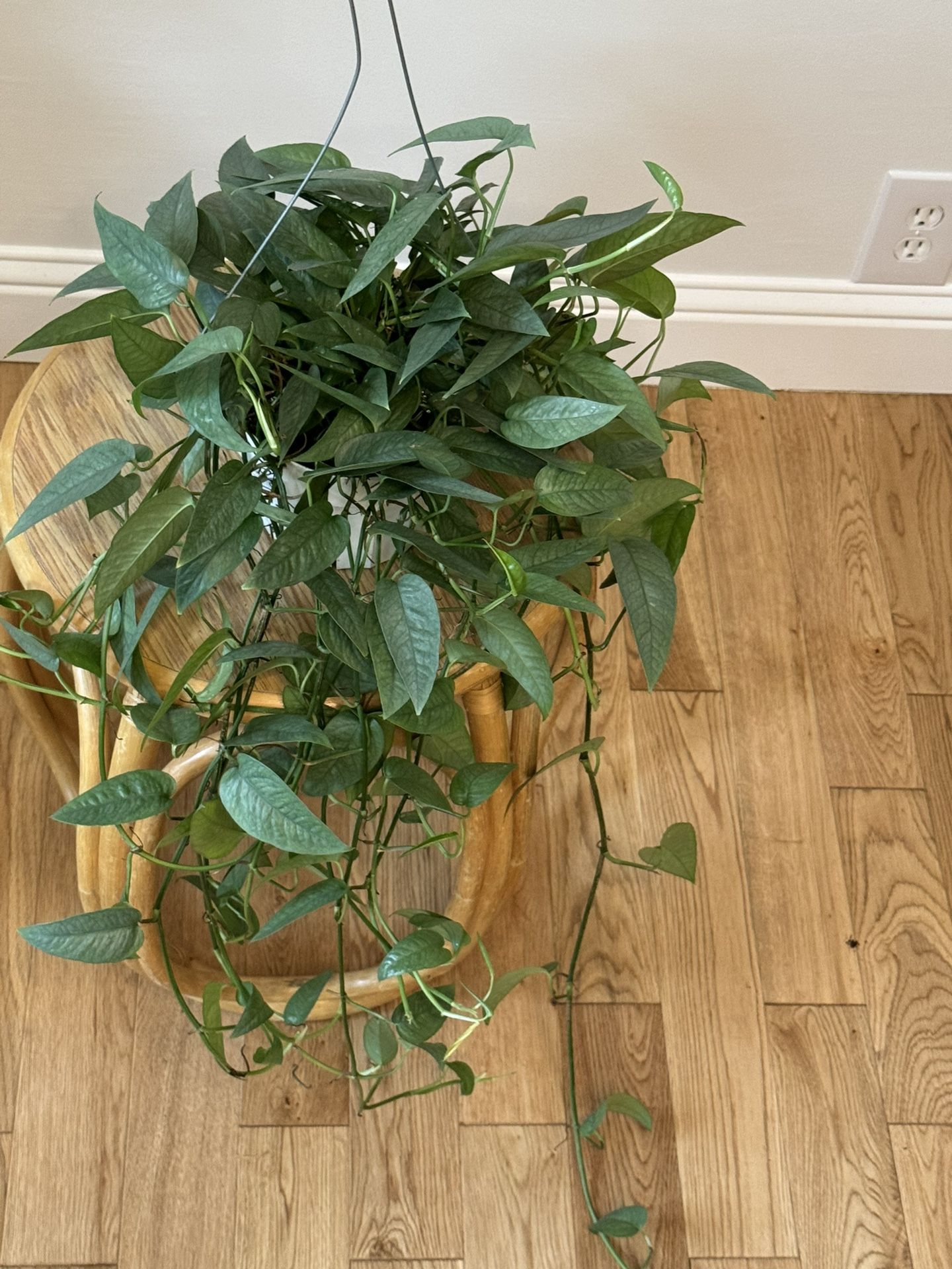 Rare Cebu Blue Pothos