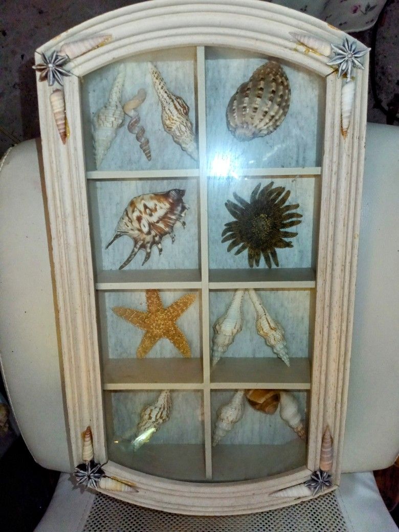 Sea Shells Display 