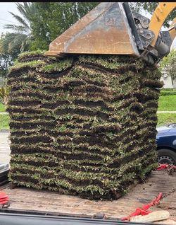 Saint Augustine Pallets Of Grass (Good Quality)