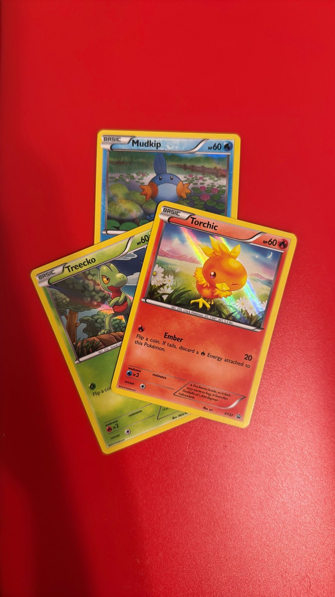 Torchic Mudkip Treecko Pokemon Card Bundle