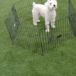 Pet Fence Small Dog 
