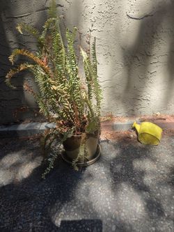 Large plant