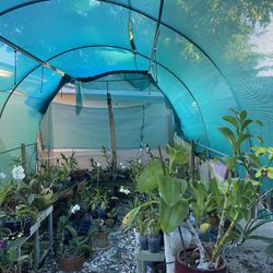 Orchids For Sale  In Jupiter 