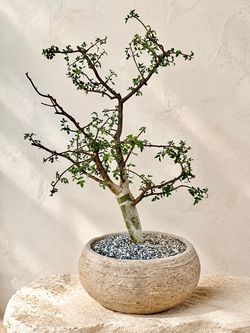 Old Modern Bonsai Bursera Fagaroides (Planter Included) ‘Local LA Seller’