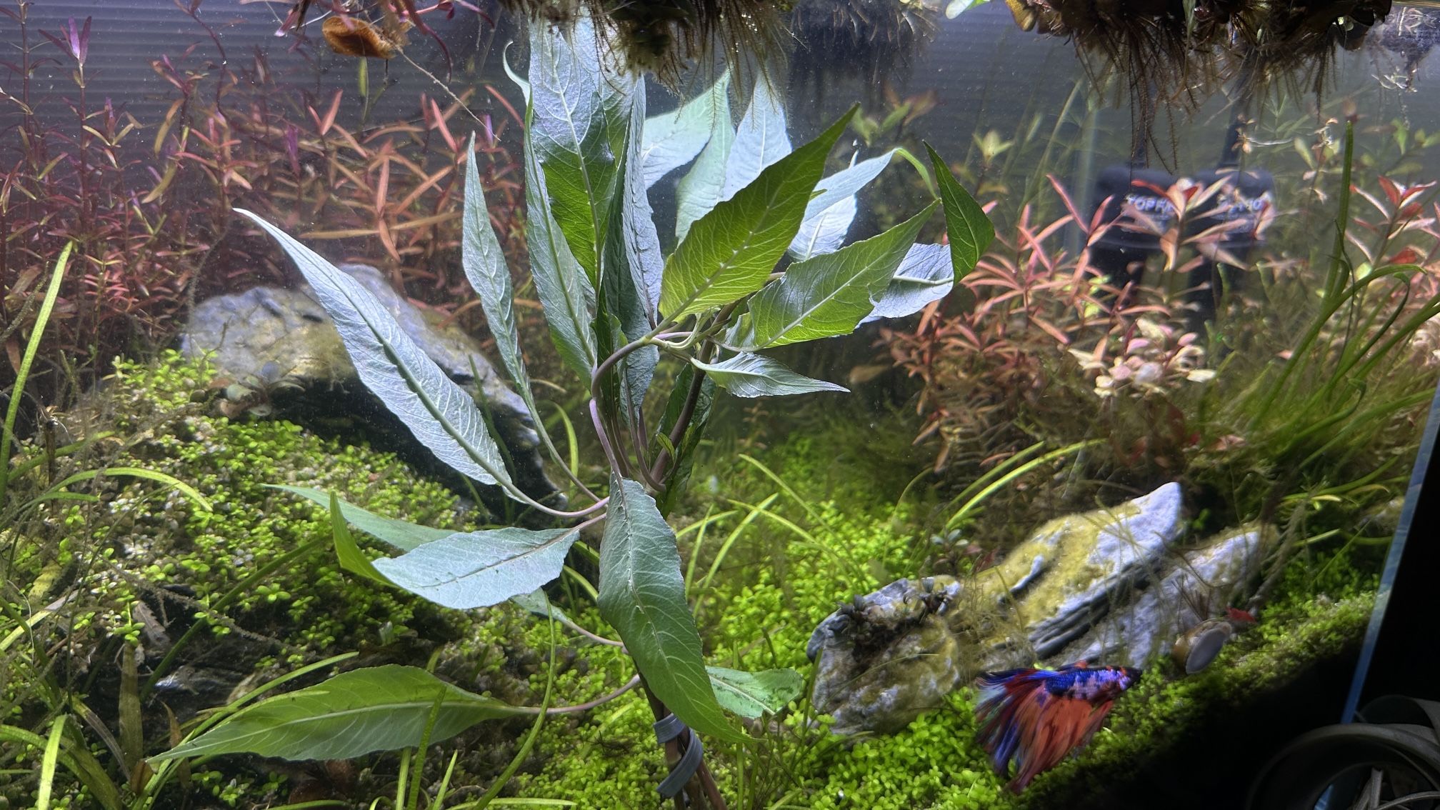 Hygro Blue Large Bundle Rare Live Aquarium Plant For Fish Tanks ! 