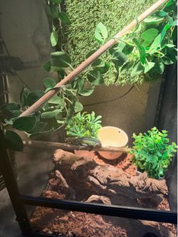 Chameleon