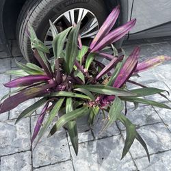 Large Pot of Moses in a Cradle / Oyster Plant $25