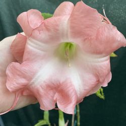 Ángel Trumpet Double Flowers Plant, In 3 Gallons Pot Pick Up Only