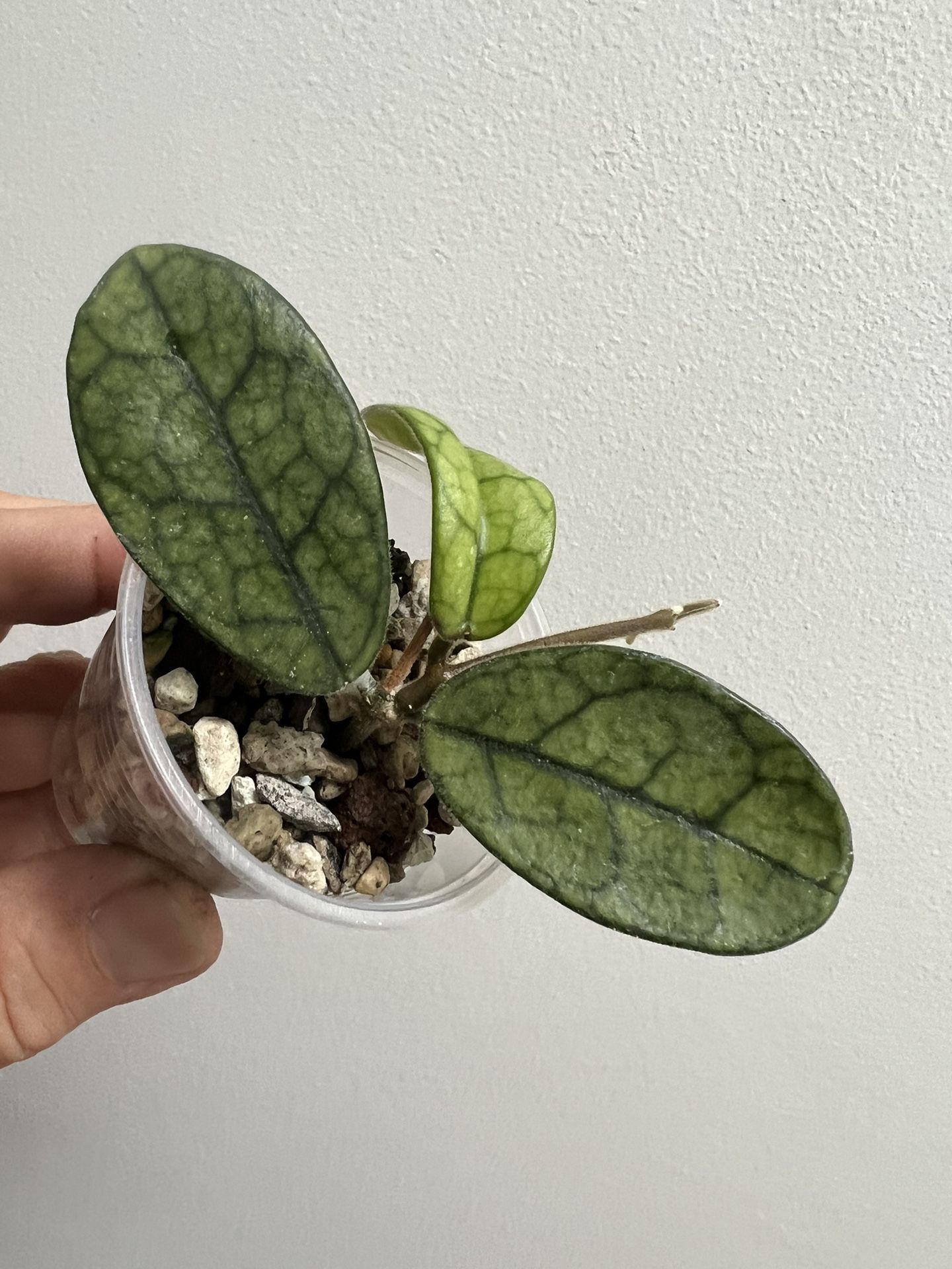 Beautiful Hoya Lyi Noid Big Leaves With New Growth