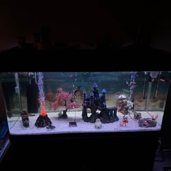 aquarium with fish