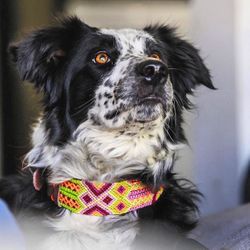 Dog  Collars, size L (16-21 inch)