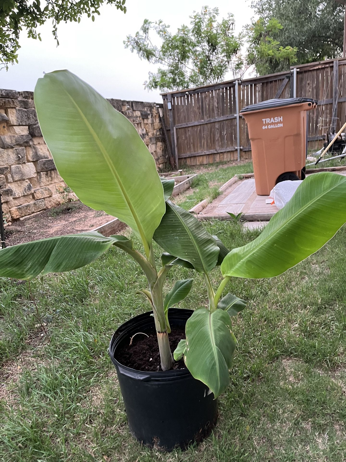 Banana Plants 