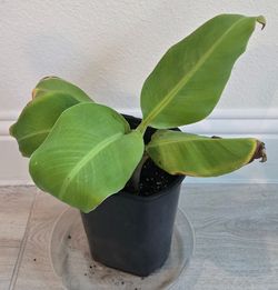 Dwarf banana plant