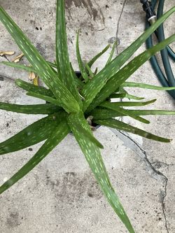 Aloe Vera Plant 