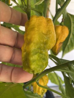 Planta De Chile Escorpión Amarillo , Con Muchos Chiles Listos Para Comer, La Planta Esta En Maceta De 5 Gallones Pick Up Only