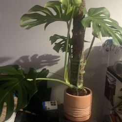 3 Monstera Plants In Terra Cotta Pot