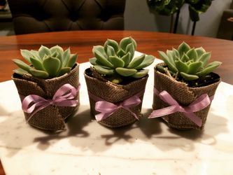 Succulent party favors