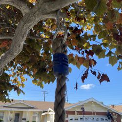 Rope Swing