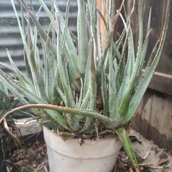 Aloe Vera 